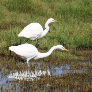 Ardea alba at Fyshwick, ACT - 9 Apr 2023