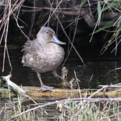 Stictonetta naevosa (Freckled Duck) at Fyshwick, ACT - 9 Apr 2023 by RodDeb