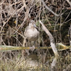 Stictonetta naevosa at Fyshwick, ACT - 9 Apr 2023