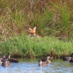 Vulpes vulpes (Red Fox) at Fyshwick, ACT - 9 Apr 2023 by RodDeb