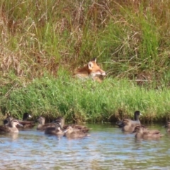 Vulpes vulpes at Fyshwick, ACT - 9 Apr 2023