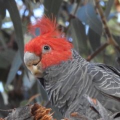 Callocephalon fimbriatum (Gang-gang Cockatoo) at Kambah, ACT - 9 Apr 2023 by HelenCross