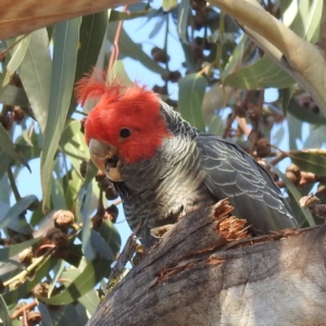 Callocephalon fimbriatum at Kambah, ACT - suppressed