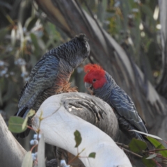 Callocephalon fimbriatum at Kambah, ACT - suppressed