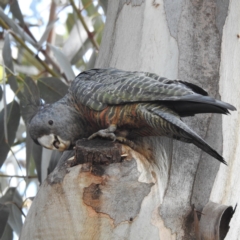 Callocephalon fimbriatum at Kambah, ACT - suppressed