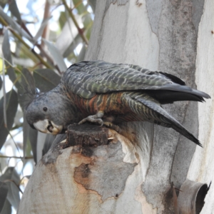 Callocephalon fimbriatum at Kambah, ACT - suppressed