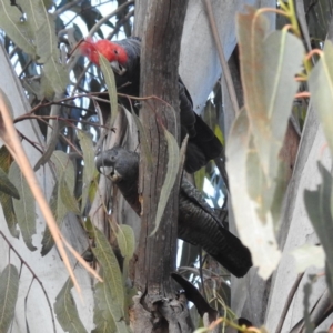 Callocephalon fimbriatum at Kambah, ACT - suppressed