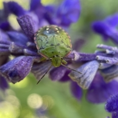 Nezara viridula (Green vegetable bug) at Albury Botanic Gardens - 5 Apr 2023 by PeterA