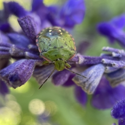 Nezara viridula (Green vegetable bug) at Albury Botanic Gardens - 5 Apr 2023 by PeterA