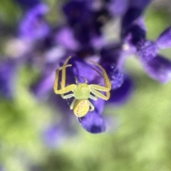 Lehtinelagia sp. (genus) (Flower Spider or Crab Spider) at Albury Botanic Gardens - 5 Apr 2023 by PeterA