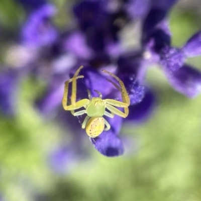 Lehtinelagia sp. (genus) (Flower Spider or Crab Spider) at Albury Botanic Gardens - 5 Apr 2023 by PeterA