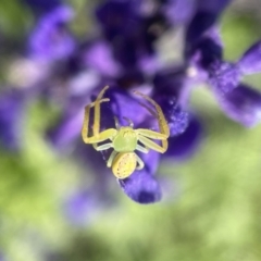 Lehtinelagia sp. (genus) (Flower Spider or Crab Spider) at Albury, NSW - 5 Apr 2023 by PeterA