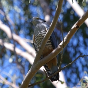 Aviceda subcristata at Wellington Point, QLD - 9 Apr 2023