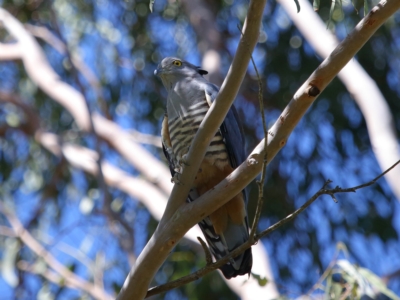 Aviceda subcristata (Pacific Baza) at Wellington Point, QLD - 9 Apr 2023 by TimL