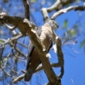 Aviceda subcristata at Wellington Point, QLD - 9 Apr 2023