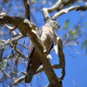 Aviceda subcristata at Wellington Point, QLD - 9 Apr 2023