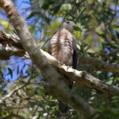 Aviceda subcristata (Pacific Baza) at Wellington Point, QLD - 9 Apr 2023 by TimL