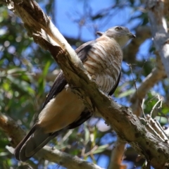 Aviceda subcristata at Wellington Point, QLD - 9 Apr 2023