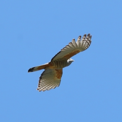 Aviceda subcristata (Pacific Baza) at Wellington Point, QLD - 9 Apr 2023 by TimL