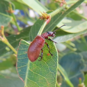 Ecnolagria grandis at Kambah, ACT - 9 Apr 2023 01:37 PM