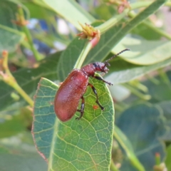 Ecnolagria grandis (Honeybrown beetle) at Kambah, ACT - 9 Apr 2023 by MatthewFrawley