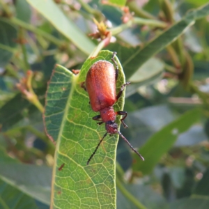 Ecnolagria grandis at Kambah, ACT - 9 Apr 2023 01:37 PM