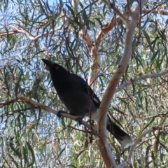 Strepera graculina (Pied Currawong) at Kambah, ACT - 9 Apr 2023 by MatthewFrawley