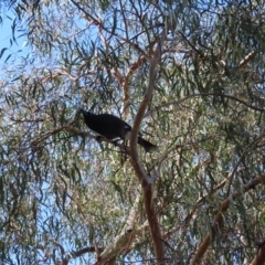 Strepera graculina at Kambah, ACT - 9 Apr 2023