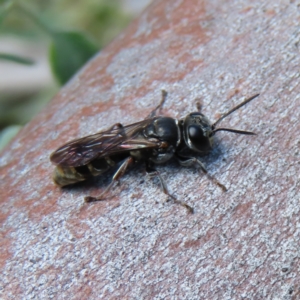 Crabroninae (subfamily) at Kambah, ACT - 9 Apr 2023 02:05 PM