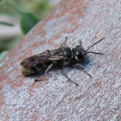 Crabroninae (subfamily) (Unidentified solitary wasp) at Kambah, ACT - 9 Apr 2023 by MatthewFrawley