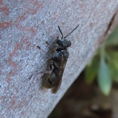 Crabroninae (subfamily) at Kambah, ACT - 9 Apr 2023 02:05 PM