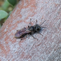 Crabroninae (subfamily) at Kambah, ACT - 9 Apr 2023 02:05 PM