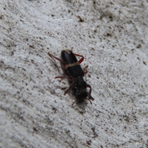 Lemidia accincta at Kambah, ACT - 9 Apr 2023