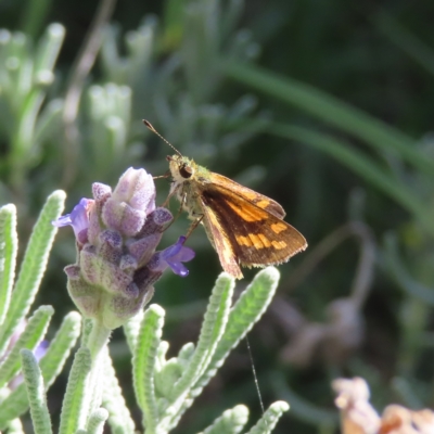 Ocybadistes walkeri (Green Grass-dart) at Kambah, ACT - 9 Apr 2023 by MatthewFrawley