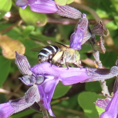 Amegilla (Zonamegilla) asserta (Blue Banded Bee) at Kambah, ACT - 9 Apr 2023 by MatthewFrawley