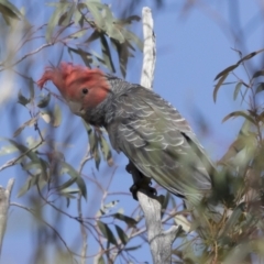 Callocephalon fimbriatum (Gang-gang Cockatoo) at Michelago, NSW - 18 Oct 2020 by Illilanga