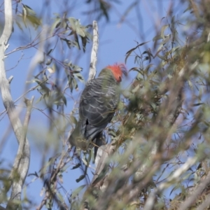 Callocephalon fimbriatum at Michelago, NSW - 18 Oct 2020