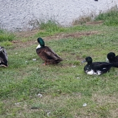 Anas platyrhynchos (Mallard (Domestic Type)) at Wollondilly River Corridor, Goulburn - 8 Apr 2023 by Aussiegall