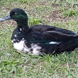 Anas platyrhynchos at Goulburn, NSW - 8 Apr 2023 02:08 PM