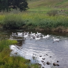 Anser anser (Greylag Goose (Domestic type)) at Goulburn, NSW - 8 Apr 2023 by Aussiegall