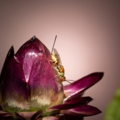 Megastigmus sp. (genus) (Parasitic wasp) at ANBG - 9 Apr 2023 by Cristy1676