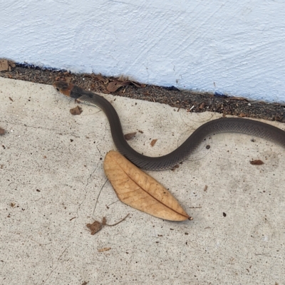 Pseudonaja textilis (Eastern Brown Snake) at Peregian Beach, QLD - 10 Apr 2023 by AaronClausen