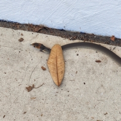 Pseudonaja textilis at Peregian Beach, QLD - 10 Apr 2023 10:37 AM