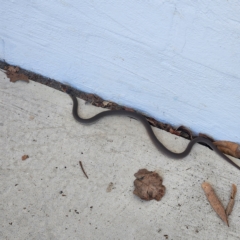 Pseudonaja textilis at Peregian Beach, QLD - 10 Apr 2023 10:37 AM