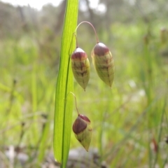 Briza maxima (Quaking Grass, Blowfly Grass) at Bruce, ACT - 30 Oct 2022 by michaelb