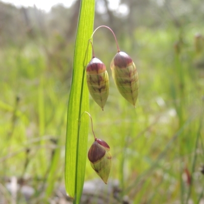 Briza maxima (Quaking Grass, Blowfly Grass) at Bruce, ACT - 30 Oct 2022 by MichaelBedingfield