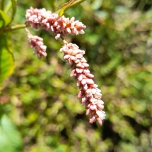 Persicaria lapathifolia at Weetangera, ACT - 10 Apr 2023