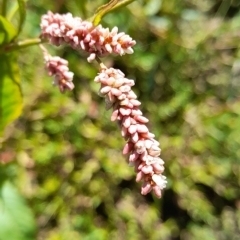 Persicaria lapathifolia (Pale Knotweed) at Weetangera, ACT - 10 Apr 2023 by VanceLawrence