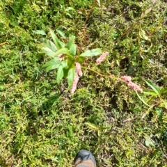 Persicaria lapathifolia at Weetangera, ACT - 10 Apr 2023 11:31 AM