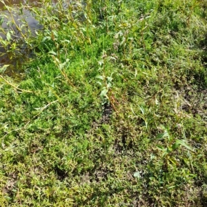 Persicaria lapathifolia at Weetangera, ACT - 10 Apr 2023